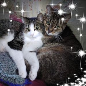 Meet your Posher, Janice